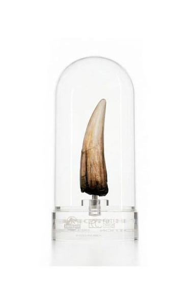 PRE ORDINE - Jurassic Park III Prop Replica 1/1 Spinosaurus Tooth 14 cm