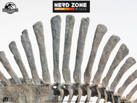 ELITE CREATURE COLLECTIBLES - Jurassic Park III Elite Creature Line Statue 1/12 Spinosaurus Skeleton Bronze 99 cm