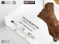 PRE ORDER ELITE CREATURE COLLECTIBLES - Jurassic Park Velociraptor Foot Claw And Fossil Claw Set